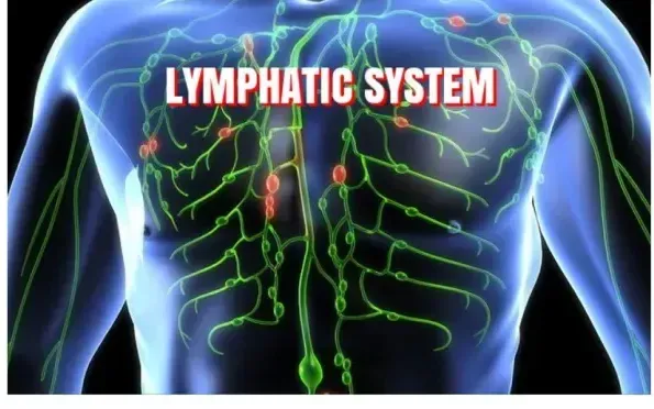 Lymphatic Health: Boost Immunity, Detox Naturally, and Revitalize Your Body