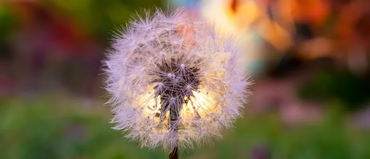 Creative Solar Lighting Ideas for Outdoor Gardens in 2025